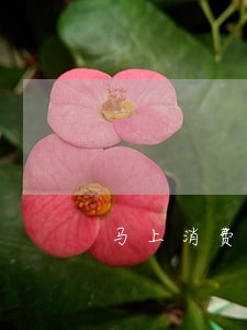 马上消费金融逾期还会走访吗 马上消费金融逾期还会走访吗