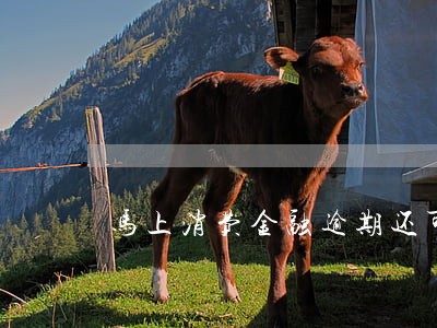 马上消费金融逾期还可以借钱吗 马上消费金融逾期还可以借钱吗