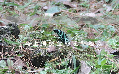 马上消费金融逾期还款卡号 马上消费金融逾期还款卡号