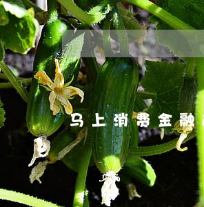 马上消费金融逾期还款后