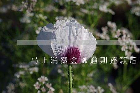 马上消费金融逾期还款后返利息