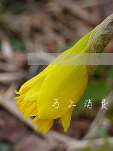 马上消费金融逾期还款怎么还 马上消费金融逾期还款怎么还