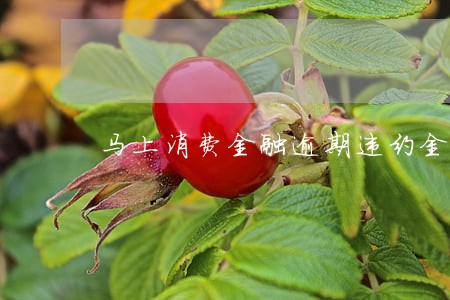 马上消费金融逾期违约金计算 马上消费金融逾期违约金计算
