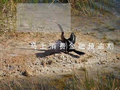 马上消费金融预逾期 马上消费金融预逾期