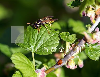 马上消费金逾期 马上消费金逾期