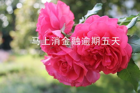 马上消金融逾期五天 马上消金融逾期五天