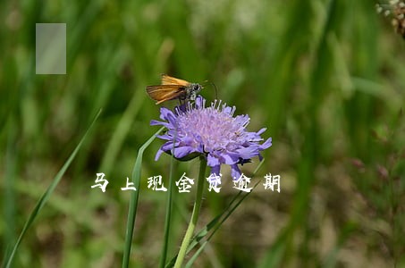 马上现金贷逾期 马上现金贷逾期