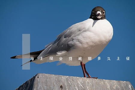 马上现金贷逾期多久上征信 马上现金贷逾期多久上征信