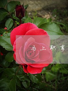 马上职享花逾期打联系人 马上职享花逾期打联系人