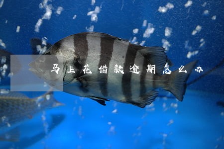 马上花借款逾期怎么办 马上花借款逾期怎么办