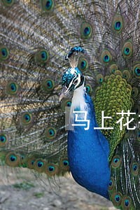马上花打电话说逾期 马上花打电话说逾期