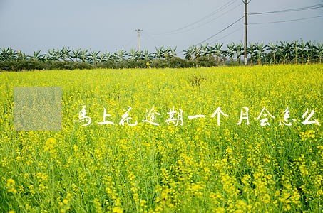马上花逾期一个月会怎么样 马上花逾期一个月会怎么样