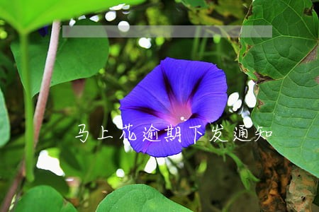 马上花逾期下发通知