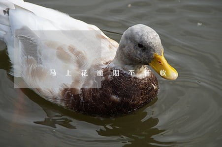 马上花逾期不催收 马上花逾期不催收