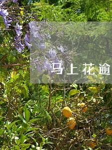 马上花逾期了会上征信吗 马上花逾期了会上征信吗