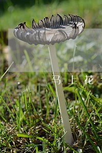 马上花金融逾期下发通知 马上花金融逾期下发通知