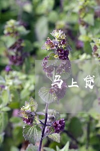 马上贷可以协商只还本金吗