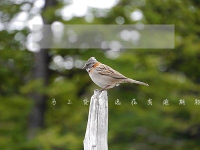 马上贷安逸花有逾期能贷吗 马上贷安逸花有逾期能贷吗
