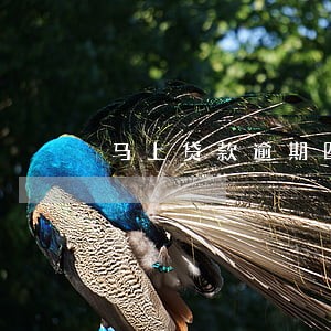马上贷款逾期四个月 马上贷款逾期四个月
