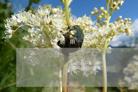 马上贷逾期一天会