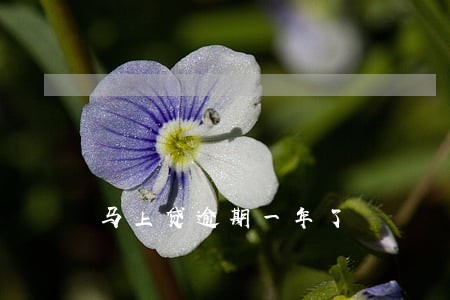 马上贷逾期一年了 马上贷逾期一年了