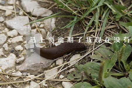 马上贷逾期了我现在没有工作