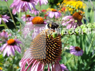 马上贷逾期五天有事吗 马上贷逾期五天有事吗