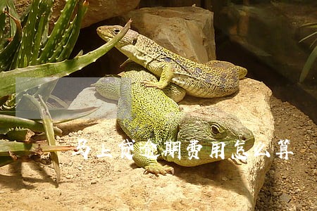 马上贷逾期费用怎么算 马上贷逾期费用怎么算