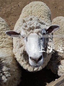 马上贷逾期还本金 马上贷逾期还本金