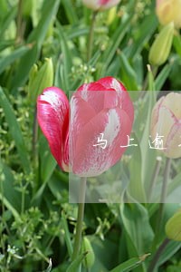 马上逾期一年半