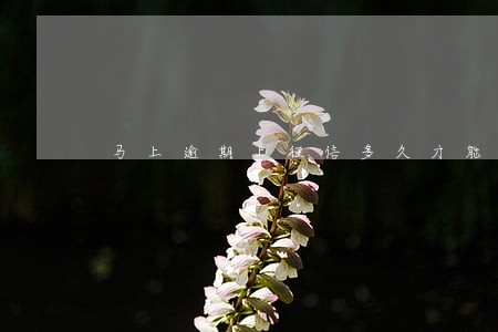 马上逾期上征信多久才能消除 马上逾期上征信多久才能消除