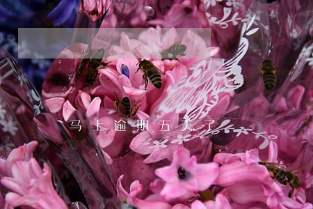 马上逾期五天了 马上逾期五天了