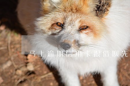 马上逾期信用卡跟借呗先还哪个 马上逾期信用卡跟借呗先还哪个