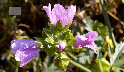 马上逾期四年怎么处理 马上逾期四年怎么处理