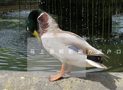 马上逾期影响办理户口业务么 马上逾期影响办理户口业务么