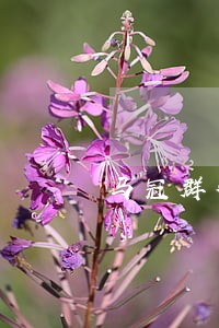 马冠群律师解答了涉嫌贩黄被抓了