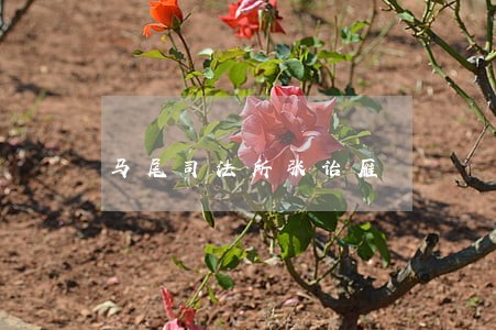 马尾司法所张诒雁