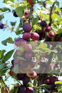 马总女儿信用卡逾期 马总女儿信用卡逾期