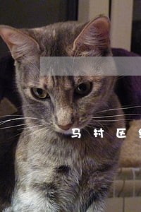 马村区经销代理在线律师咨询 马村区经销代理在线律师咨询
