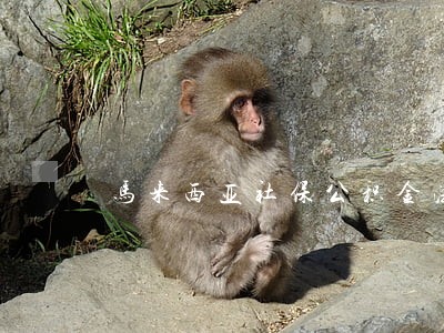 马来西亚社保公积金法律法规 马来西亚社保公积金法律法规