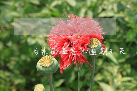 马来西亚签证逾期3天 马来西亚签证逾期3天