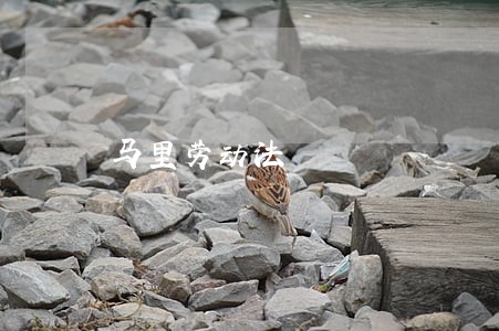 马里劳动法 马里劳动法