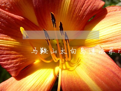 马鞍山太白岛违法采沙