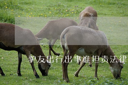 驴友出行出事谁担责法律条文 驴友出行出事谁担责法律条文