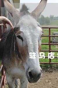 驻马店地区专业取保候审律师