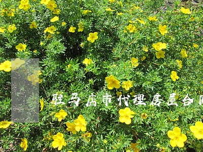 驻马店市代理房屋合同律师 驻马店市代理房屋合同律师