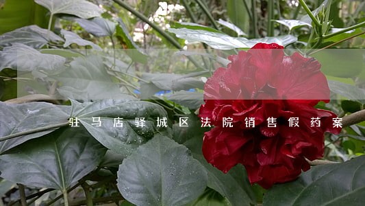 驻马店驿城区法院销售假药案 驻马店驿城区法院销售假药案
