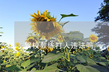 驾校教练打人违法吗