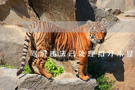 驾照违法已处理扣分未显示 驾照违法已处理扣分未显示
