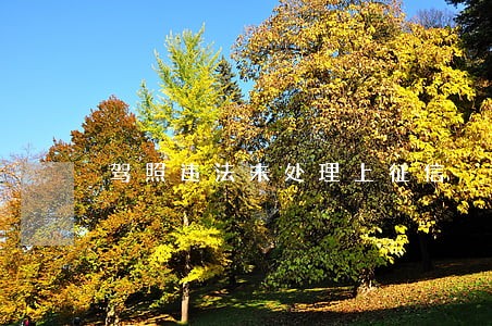 驾照违法未处理上征信